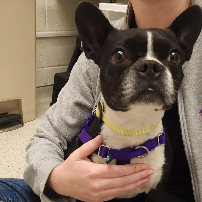 An adult small-sized male Boston Terrier dog named ChiChi for adoption in Murray, UT