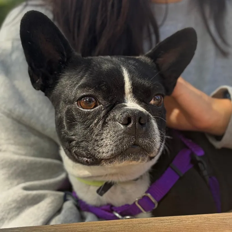 ChiChi thumbnail 3