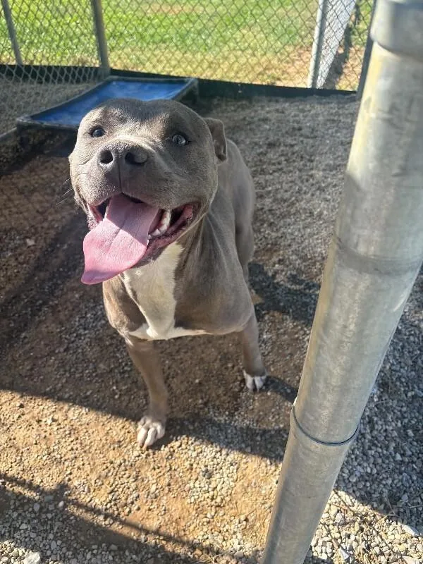 A young large-sized male Gray / Blue / Silver Pit Bull Terrier dog named Hayes for adoption in Georgetown, OH