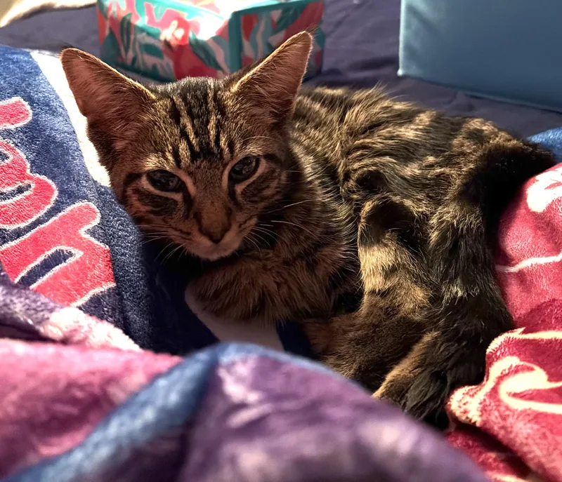 A baby small-sized male Domestic Short Hair cat named Shimmer for adoption in BREINIGSVILLE, PA