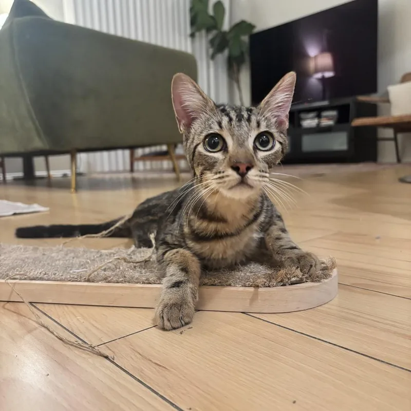 A baby small-sized male Brown / Chocolate Domestic Short Hair cat named Walter for adoption in Long Beach, CA