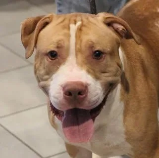 An adult medium-sized male Apricot / Beige Pit Bull Terrier dog named Craig for adoption in Fredericksburg, VA