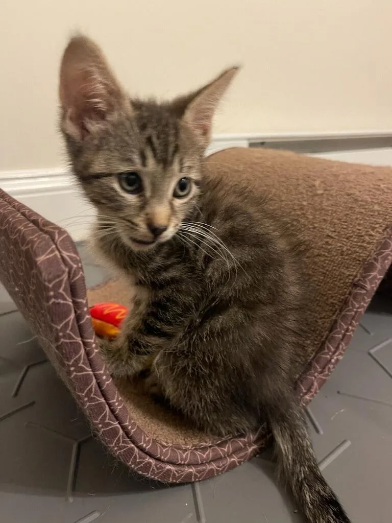 A baby medium-sized male Tabby (Brown / Chocolate) Domestic Short Hair cat named Spiderman for adoption in Medfield, MA