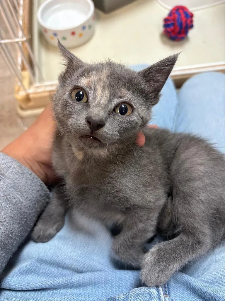 A baby medium-sized female Domestic Short Hair cat named Arya for adoption in Claremore, OK