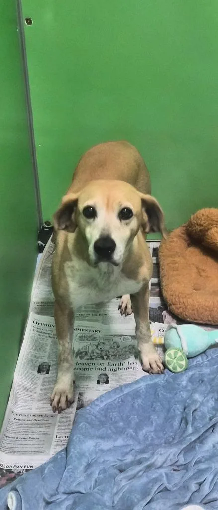 A senior medium-sized female Beagle dog named Bev for adoption in Danielsville, GA