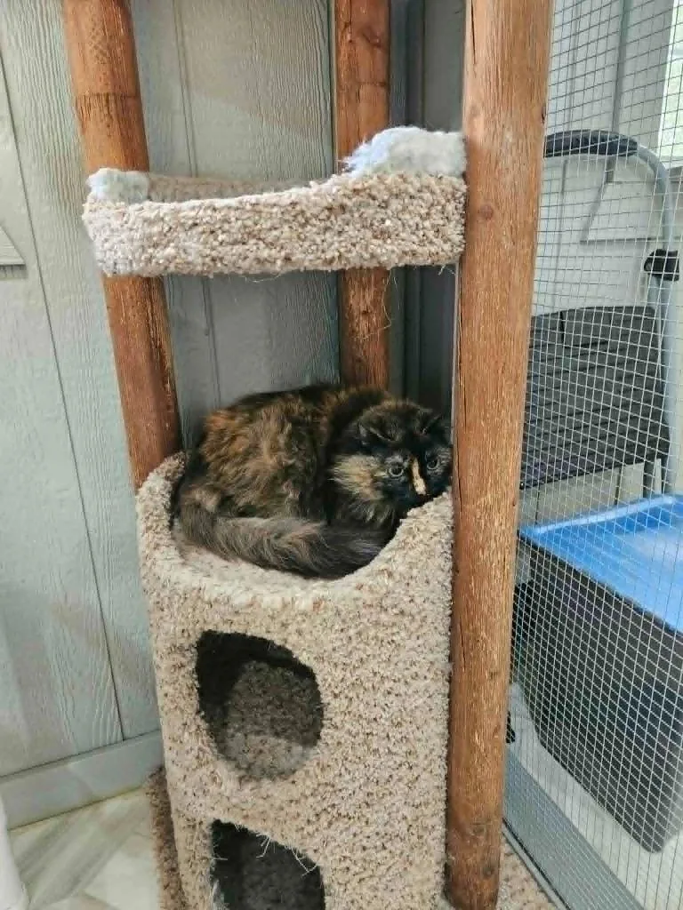 A senior small-sized female Domestic Long Hair cat named Violet for adoption in Murphysboro, IL