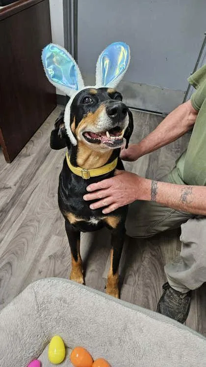 An adult large-sized male Black Hound dog named Tank for adoption in Lafayette, IN