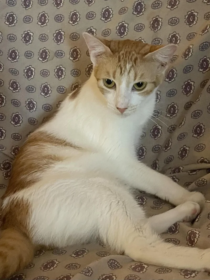A young small-sized female Orange & White Domestic Short Hair cat named Maybelline for adoption in san antonio, TX