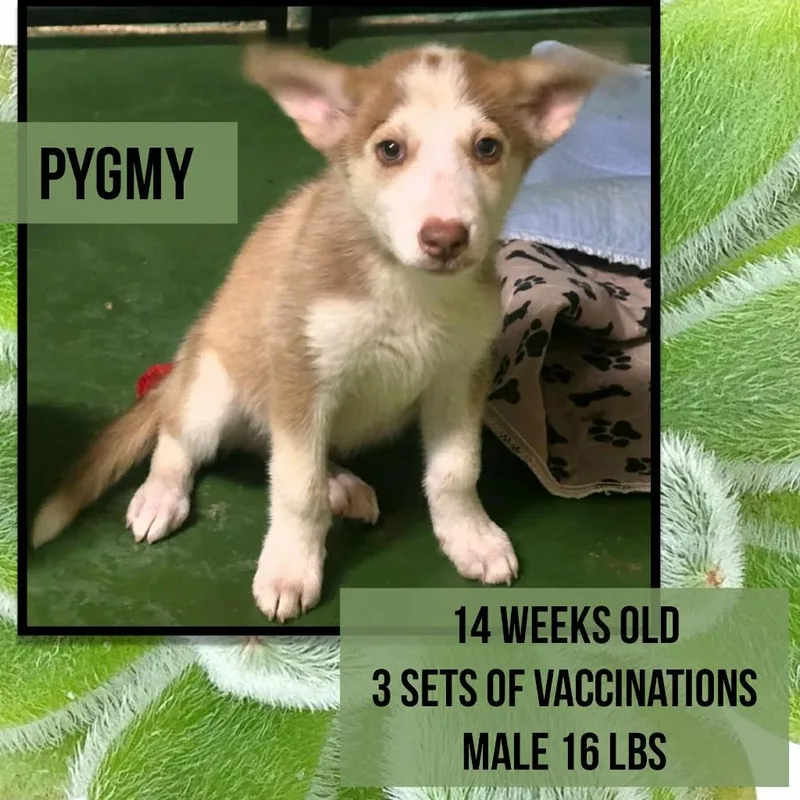 Pygmy $