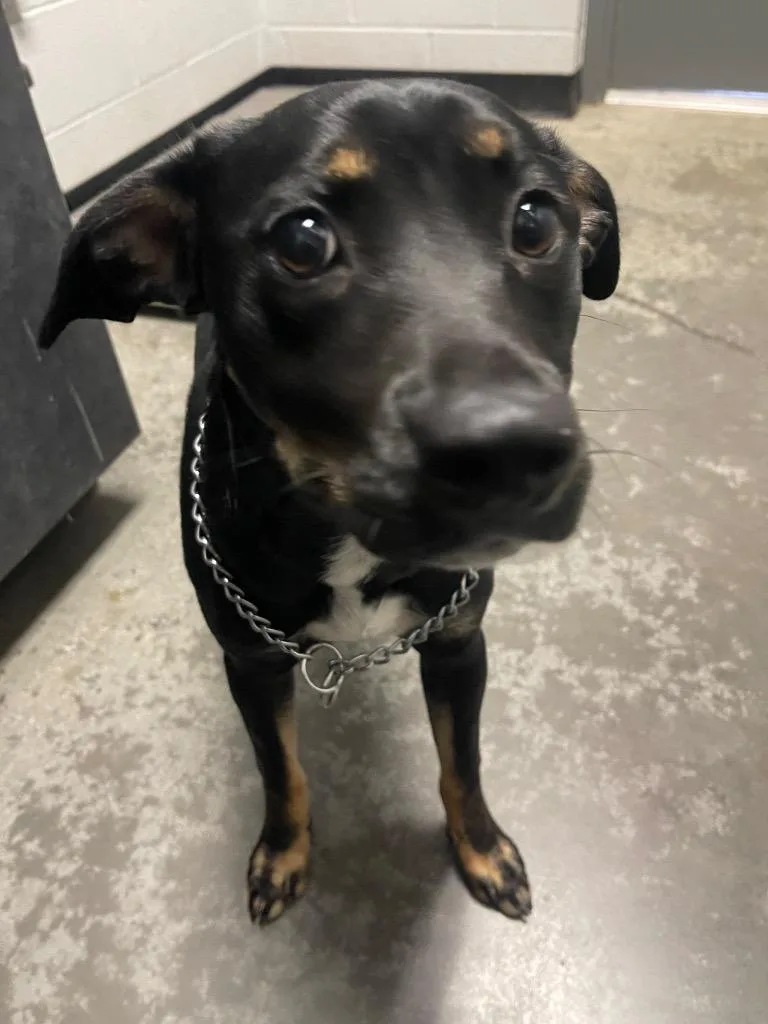 A young small-sized female Mixed Breed dog named Angel for adoption in Henderson, NC