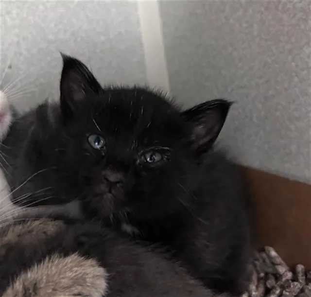 A baby medium-sized male Domestic Short Hair cat named Cane for adoption in Dallas, TX