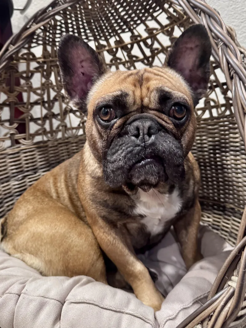 An adult small-sized female Yellow / Tan / Blond / Fawn French Bulldog dog named Mini for adoption in Sonora, CA