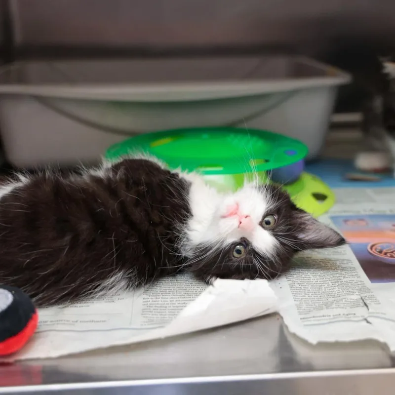 A baby small-sized female Black Domestic Medium Hair cat named Lola for adoption in Santa Barbara, CA