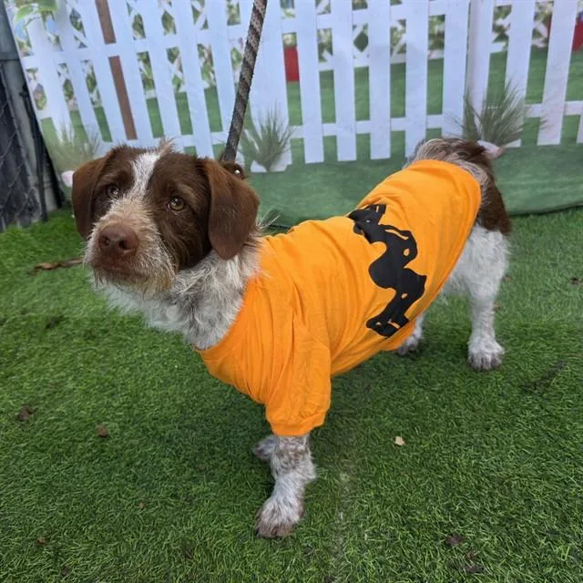 Charlie Brown