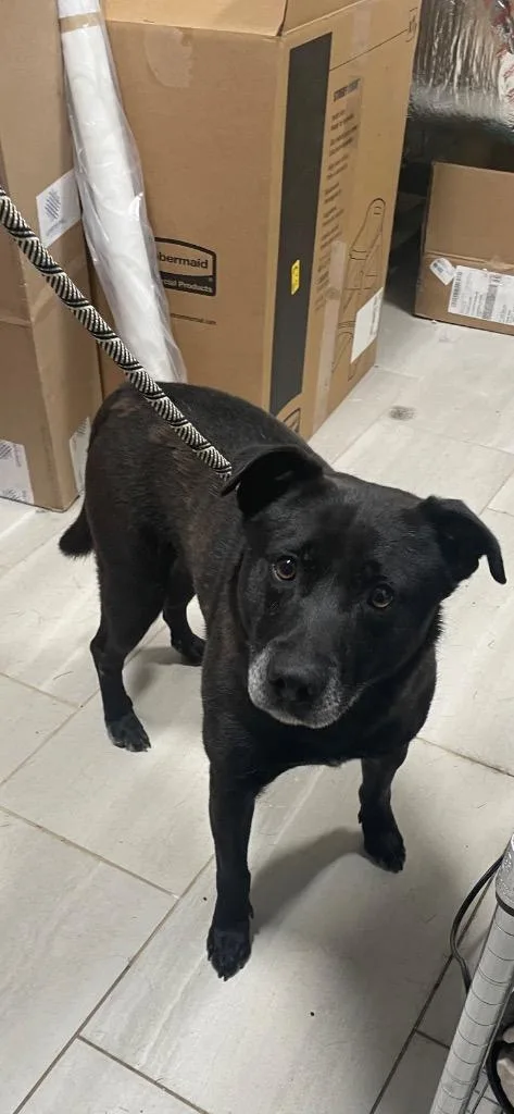 A senior medium-sized male Mixed Breed dog named Benedict for adoption in Clarksville, TN