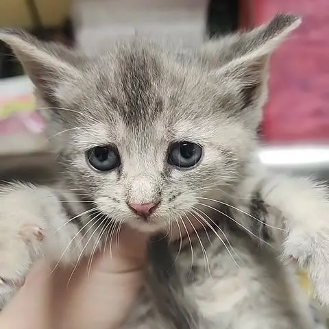 A baby small-sized female Gray / Blue / Silver Domestic Short Hair cat named Virgo for adoption in Shinnston, WV
