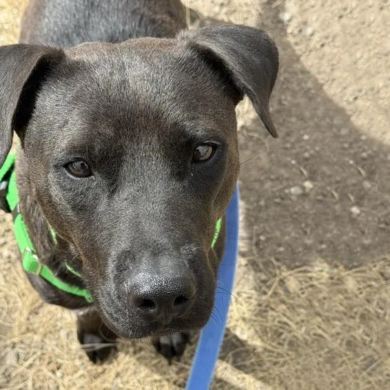 An adult medium-sized female Mixed Breed dog named Clover for adoption in Hailey, ID