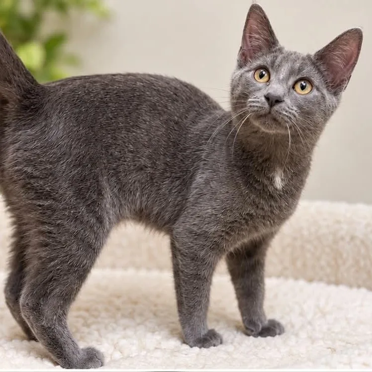 A baby small-sized female Gray / Blue / Silver Domestic Short Hair cat named Luna for adoption in Sewell, NJ