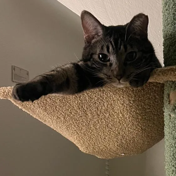 An adult small-sized female Brown / Chocolate Domestic Short Hair cat named Tigger for adoption in Los Angeles, CA