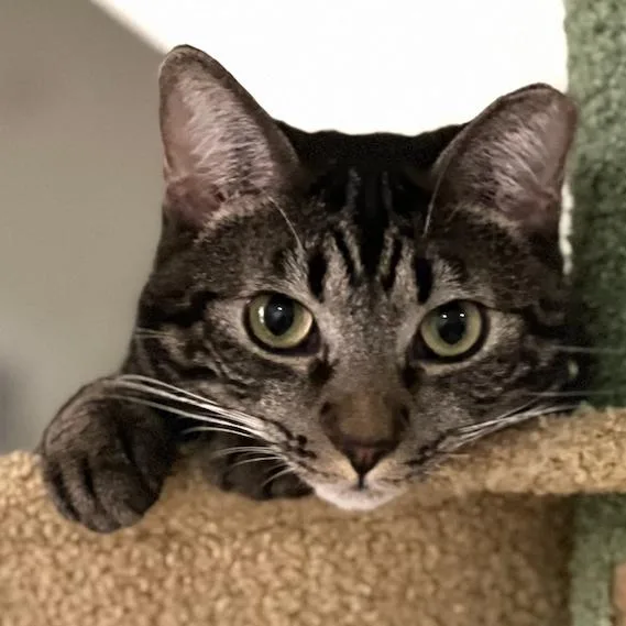 Tigger thumbnail 3