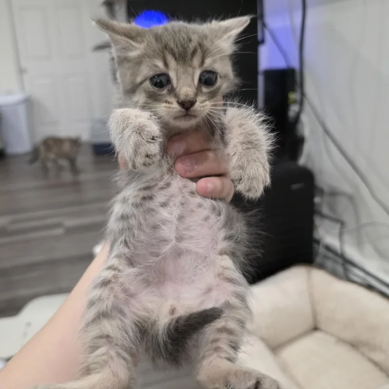 A baby medium-sized male Gray / Blue / Silver Domestic Short Hair cat named Grayson for adoption in Moriches, NY