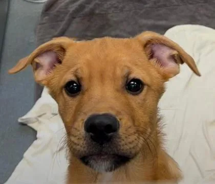 Dak Prescott thumbnail 2