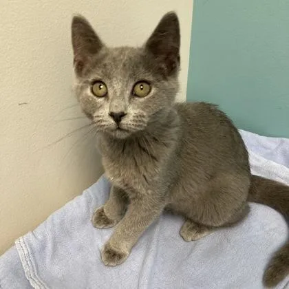 A baby small-sized female Domestic Short Hair cat named Portebella for adoption in Janesville, WI