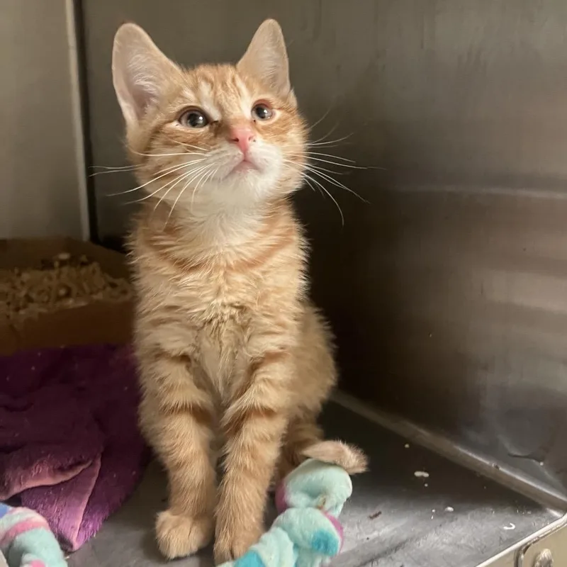A baby small-sized female Orange / Red Domestic Short Hair cat named Cherry Bliss for adoption in Lynchburg, VA