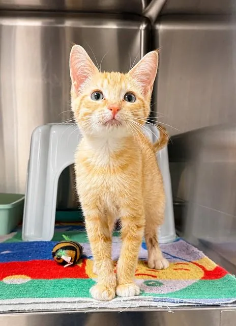 A baby small-sized male Domestic Short Hair cat named Oswald for adoption in Statesville, NC