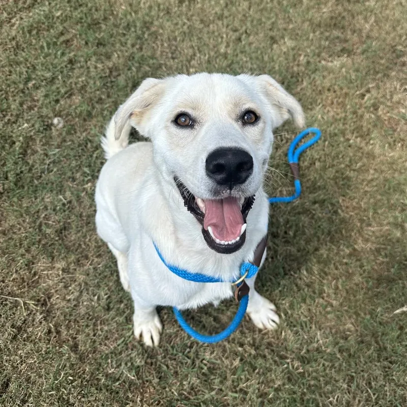 An adult large-sized male White / Cream Mixed Breed dog named Olaf for adoption in Chattanooga, TN