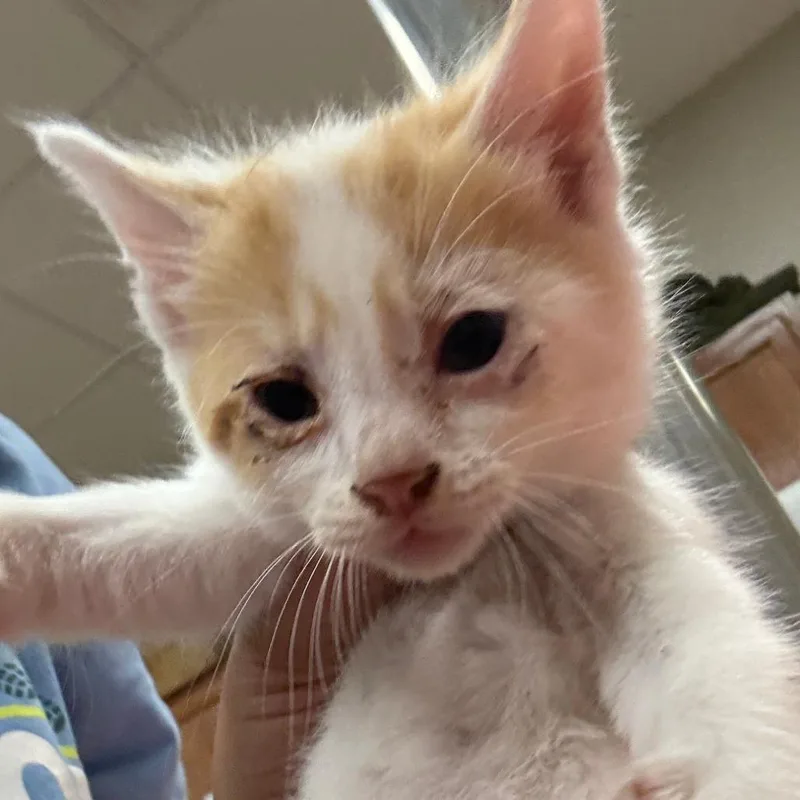 A baby small-sized female Orange / Red Domestic Short Hair cat named Hope U for adoption in Tupelo, MS