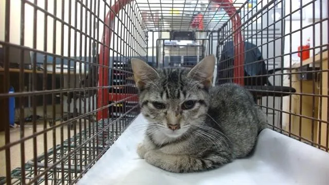 A baby small-sized male Domestic Short Hair cat named Wichy for adoption in Miami, FL