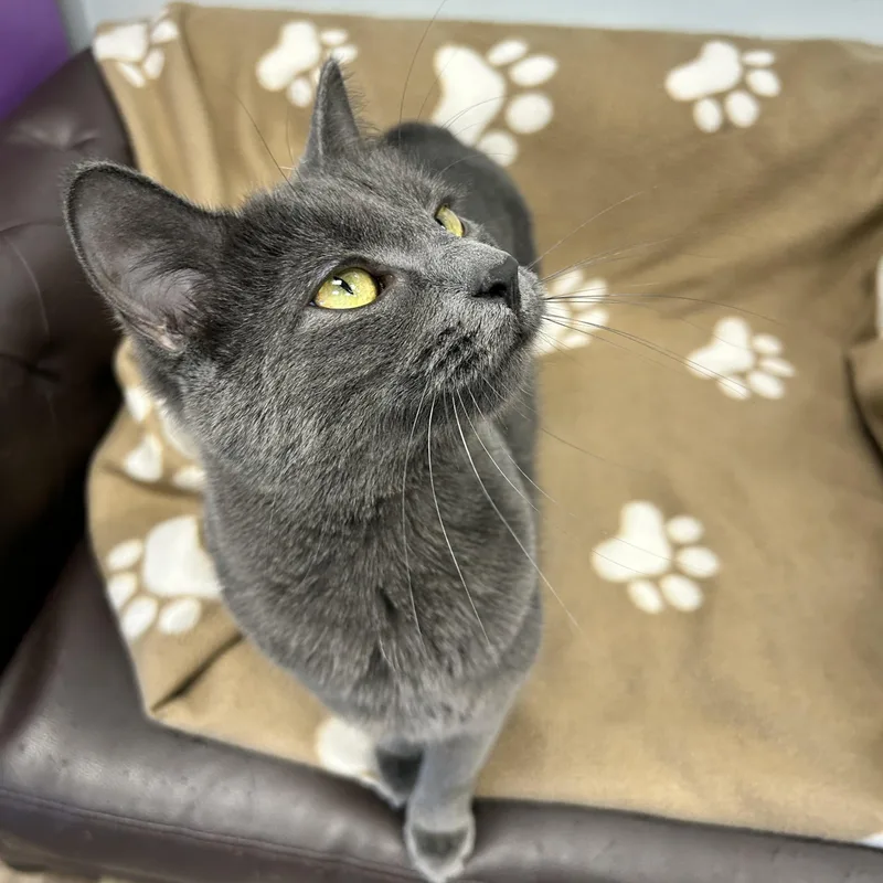A young medium-sized female Domestic Short Hair cat named Prism CHOW HOUND for adoption in Grand Rapids, MI