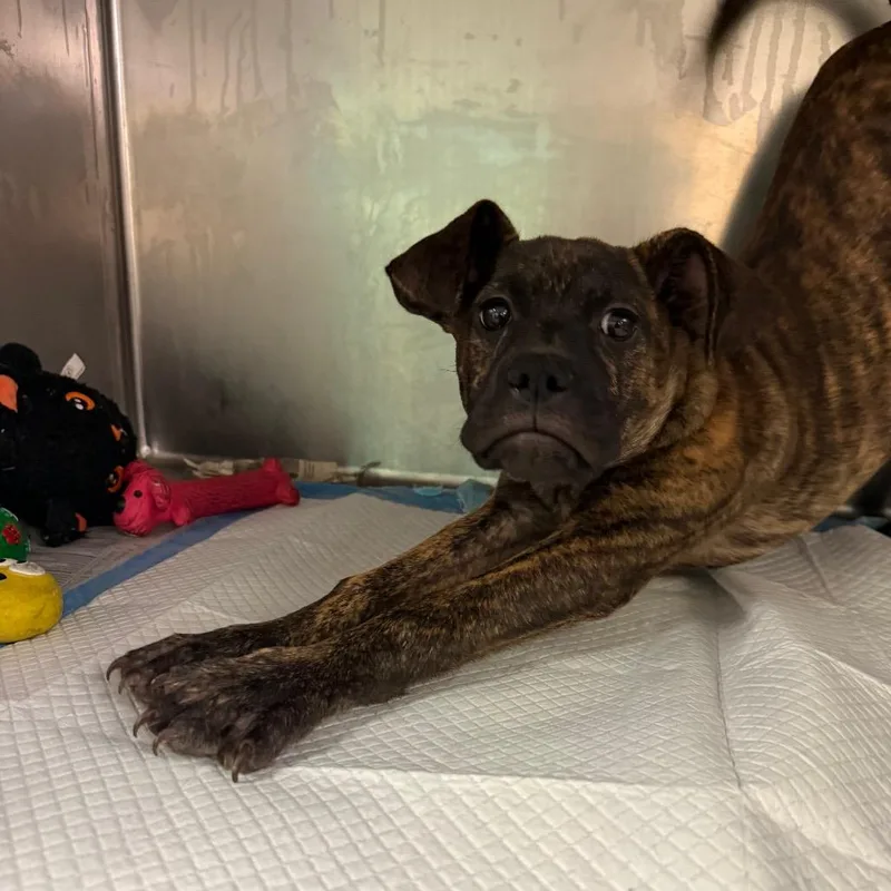 A baby small-sized female Brindle Mixed Breed dog named Alluring for adoption in Springboro, OH
