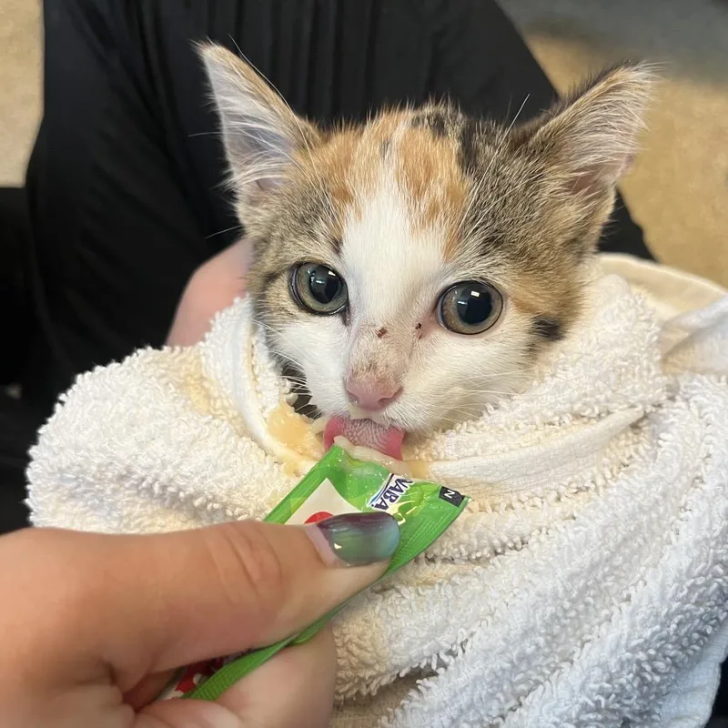 Baby Spice thumbnail 3