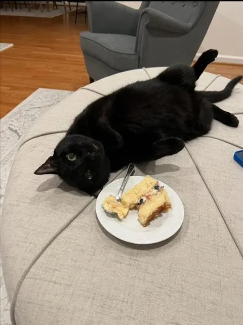 An adult medium-sized female Domestic Short Hair cat named Baklava for adoption in Derwood, MD