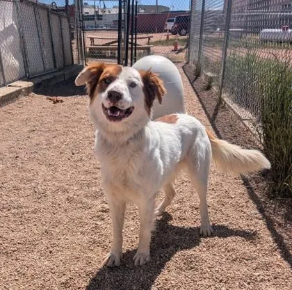 An adult medium-sized male Australian Shepherd dog named Stan for adoption in Divide, CO
