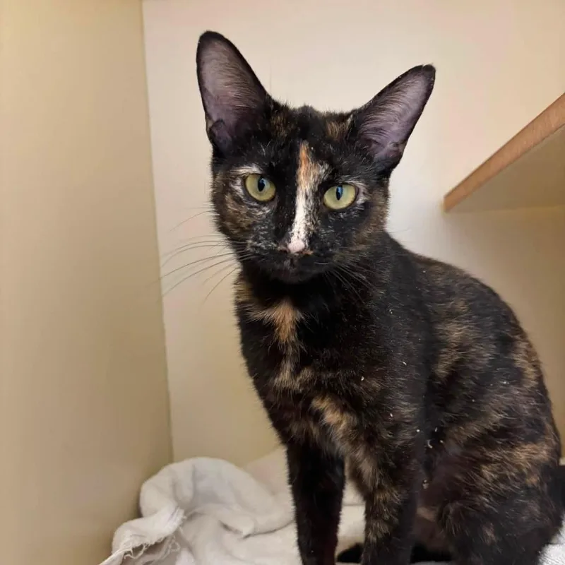 A young medium-sized female Black Domestic Short Hair cat named Twizzle for adoption in Waynesboro, PA