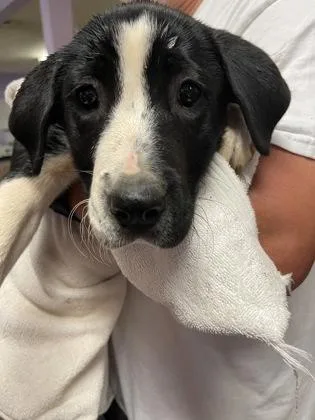 A baby small-sized female Mixed Breed dog named Ellie for adoption in West Chester, PA