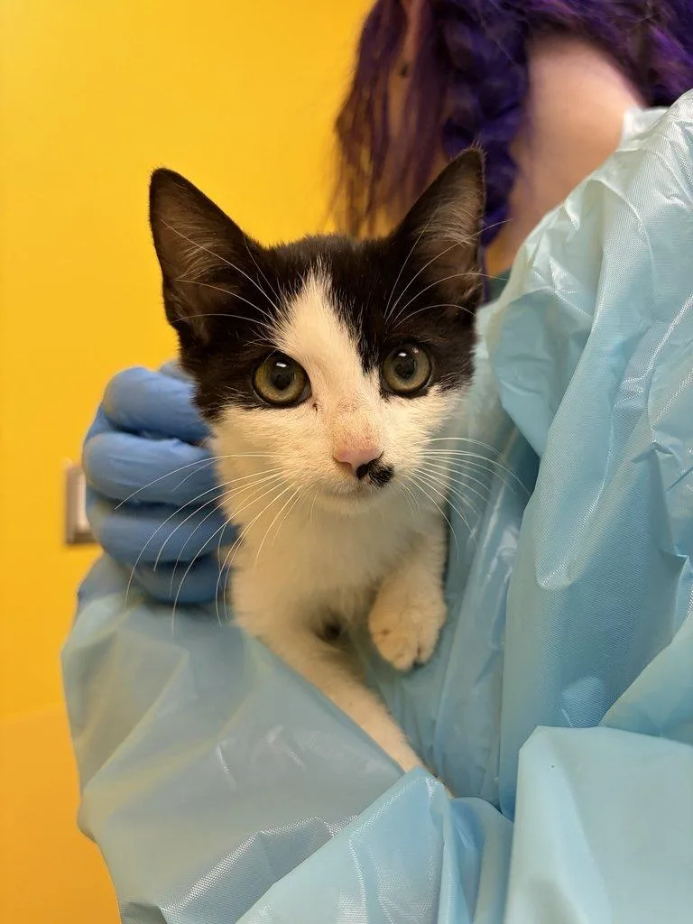 A baby small-sized female White Domestic Short Hair cat named Carrie for adoption in Raleigh, NC