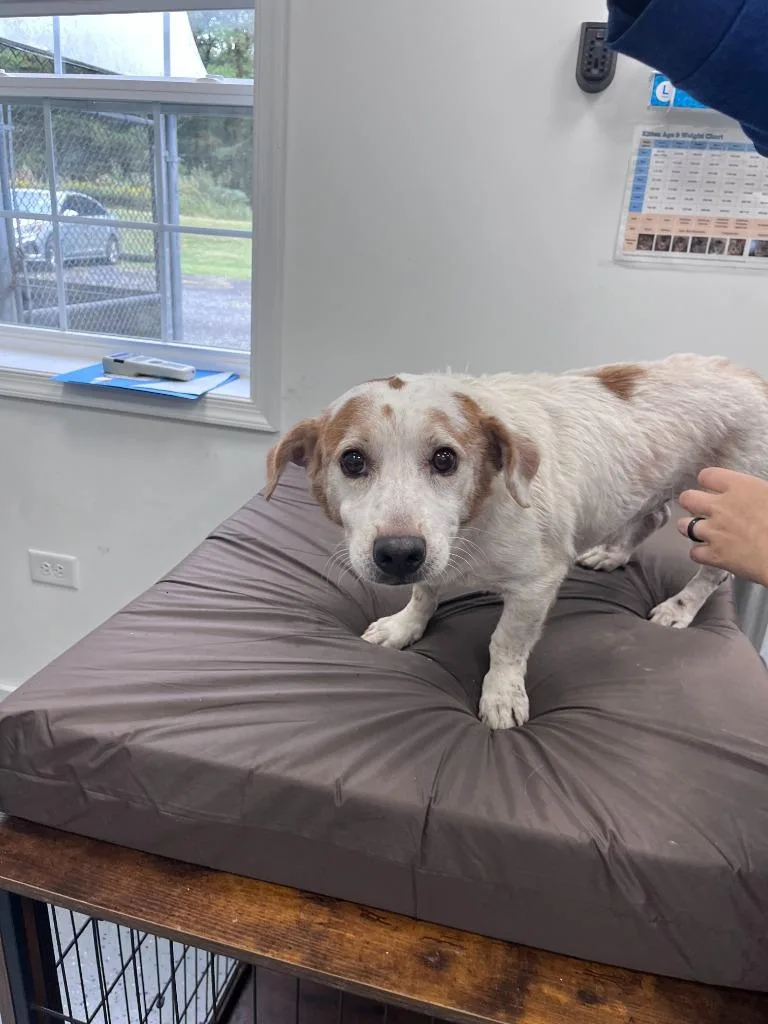 A senior medium-sized male Corgi dog named Apollo for adoption in Cambridge, MD