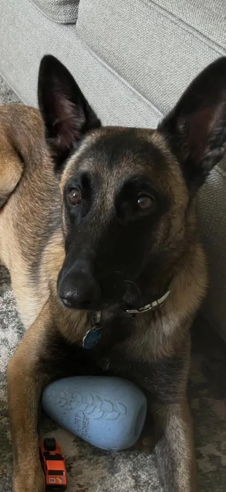 An adult large-sized male Brown / Chocolate Belgian Shepherd / Malinois dog named Scout for adoption in Dacula, GA