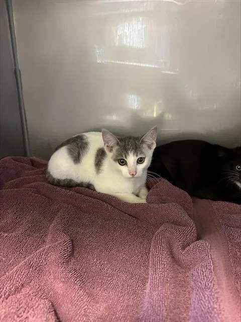 A baby medium-sized male Domestic Short Hair cat named Gage for adoption in Santa Cruz, CA