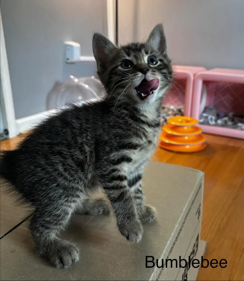 A baby medium-sized male Domestic Short Hair cat named Bumblebee for adoption in Johnson City, TN