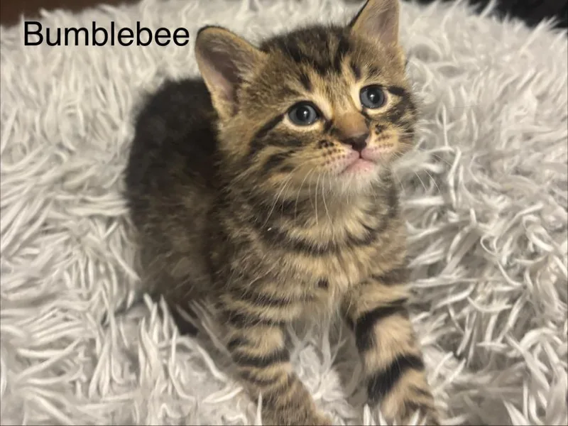Bumblebee thumbnail 2