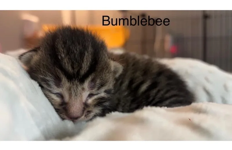 Bumblebee thumbnail 6