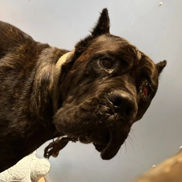 An adult extra large-sized male Cane Corso dog named Robert Bobbins for adoption in San Diego, CA