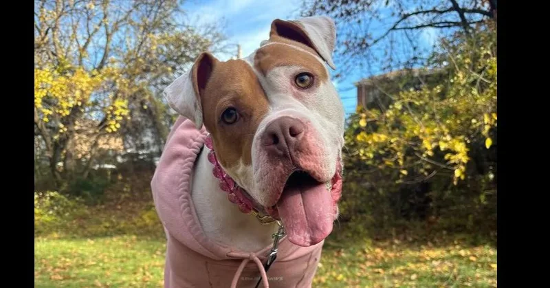 An adult large-sized female White / Cream Mixed Breed dog named Pulaski for adoption in New York, NY