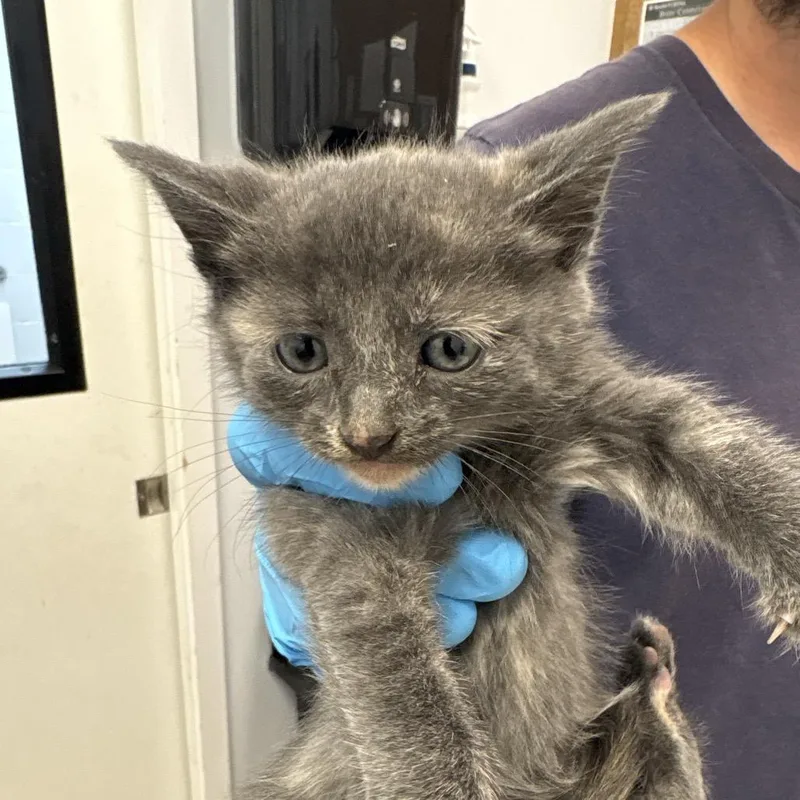 A baby small-sized female Gray / Blue / Silver Domestic Short Hair cat named Luna for adoption in West Palm Beach, FL