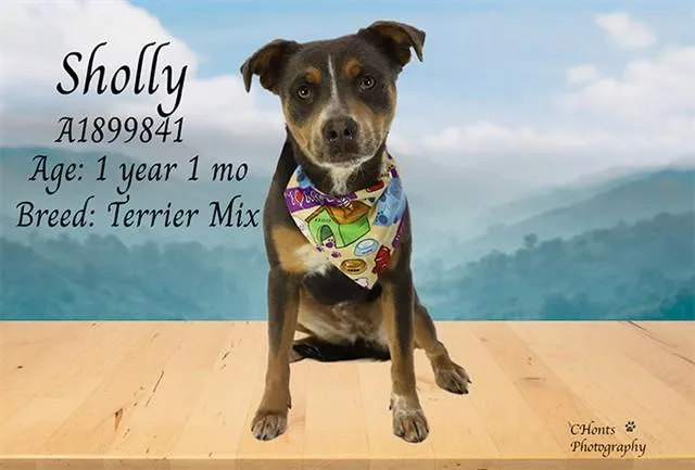 A young medium-sized female Terrier dog named Sholly for adoption in Thousand Palms, CA